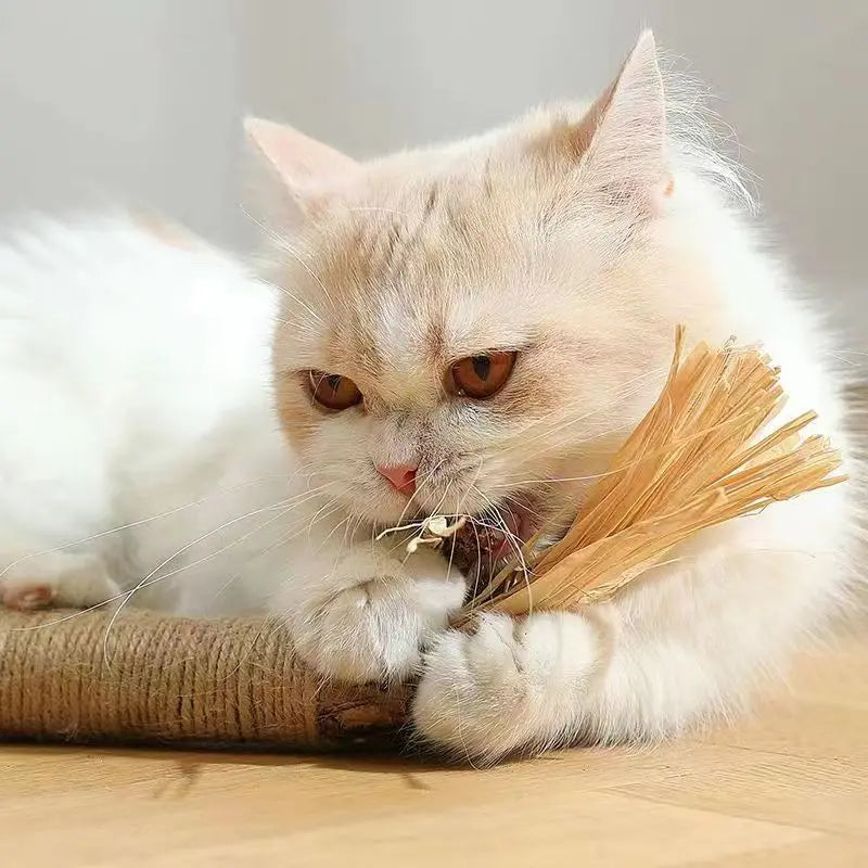 XL Matatabi Kattenkruid Stok