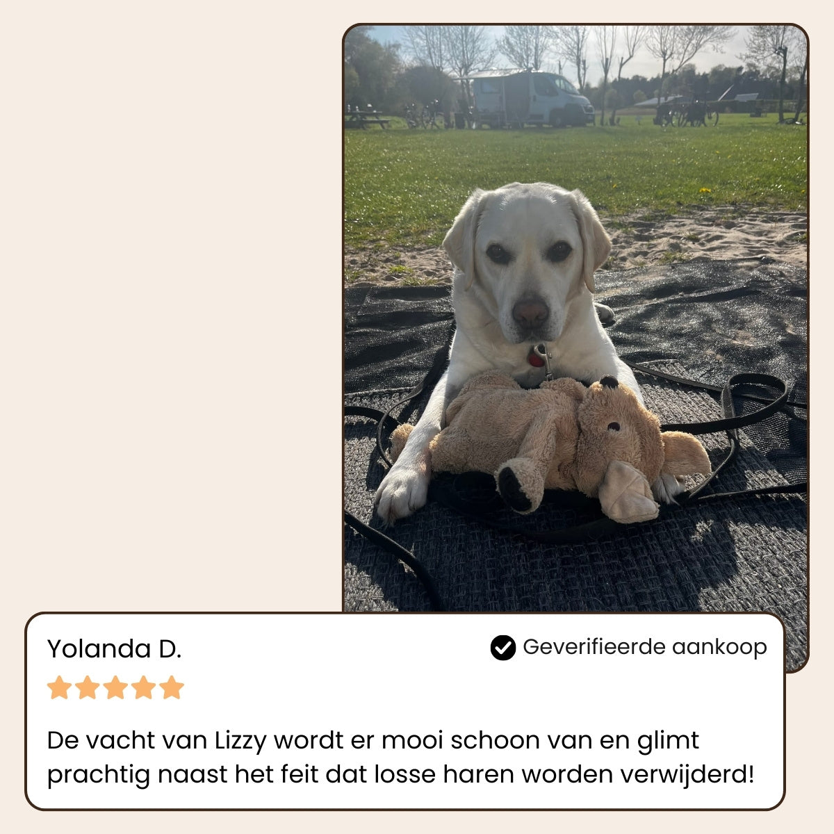 Pootjespret™ Steami Pro - Professionele Vachtverzorgings Borstel voor Huisdieren
