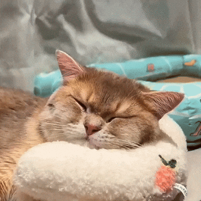 Pootjespret™ Kalmerend Kussen - Voor Katten & Kleine Honden