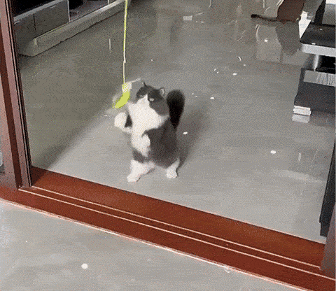Elastisch Hangend Kattenspeeltje - Voor op Deuren of Ramen
